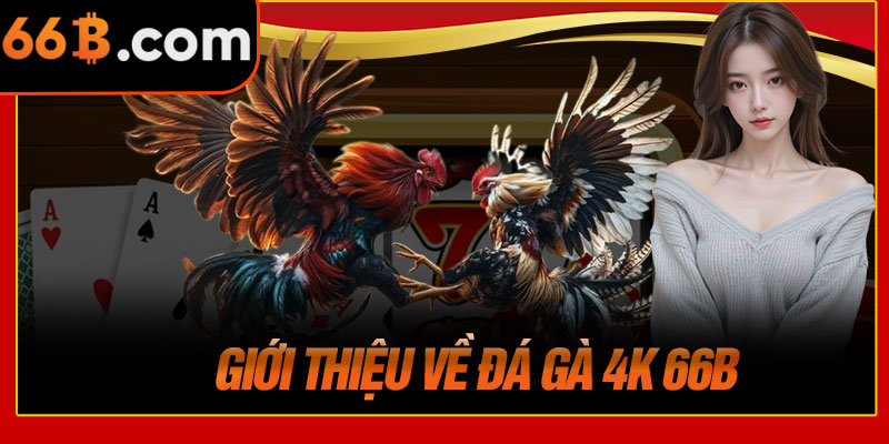 Giới Thiệu Về Đá Gà 4K 66B